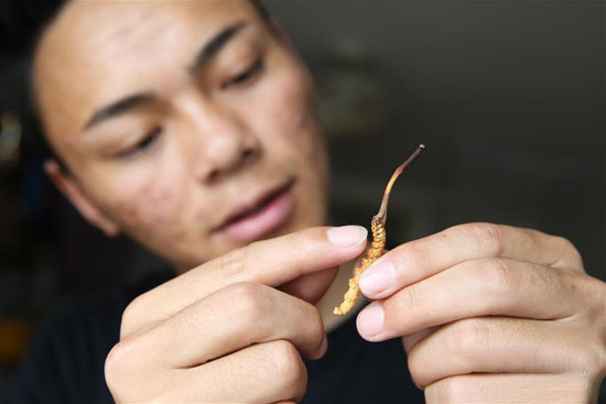 “虫草少年”罗拉的致富之道