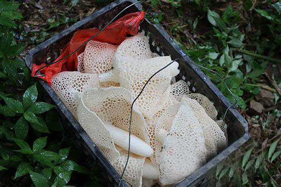 湖南：國營桃江桃花江林場引種竹蓀成功 每畝林地增收3萬元