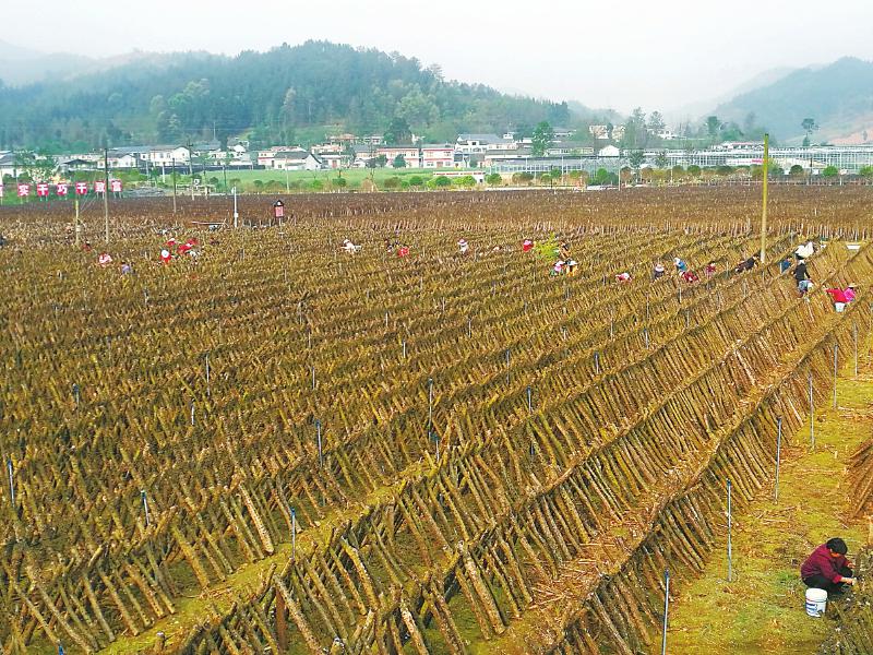 四川：廣元市農業供給側結構性改革園區木耳收成翻倍