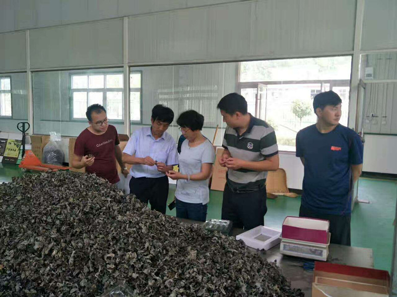 甘肅：省農(nóng)牧廳領(lǐng)導(dǎo)考察康縣興源土特產(chǎn)公司食用菌及其他農(nóng)產(chǎn)品情況