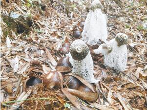 浙江：諸暨市首個仿野生竹蓀種植示范項目取得成功