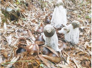 浙江：诸暨市首个仿野生竹荪种植示范项目取得成功