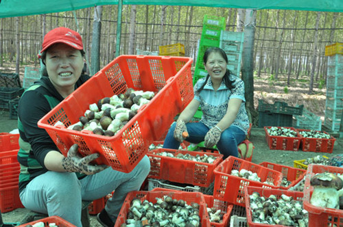 黑龙江：肇东市杨树林下大球盖菇喜获丰收
