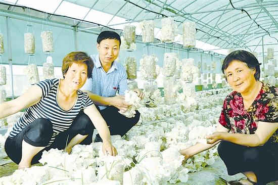 河南：卢氏县驻村书记引进玉木耳种植 喜获丰收