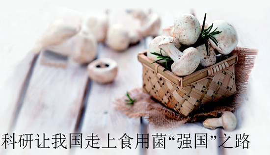 科研讓我國走上食用菌“強國”之路