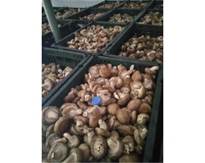 湖北地区供应鲜香菇花菇厂家批发供应