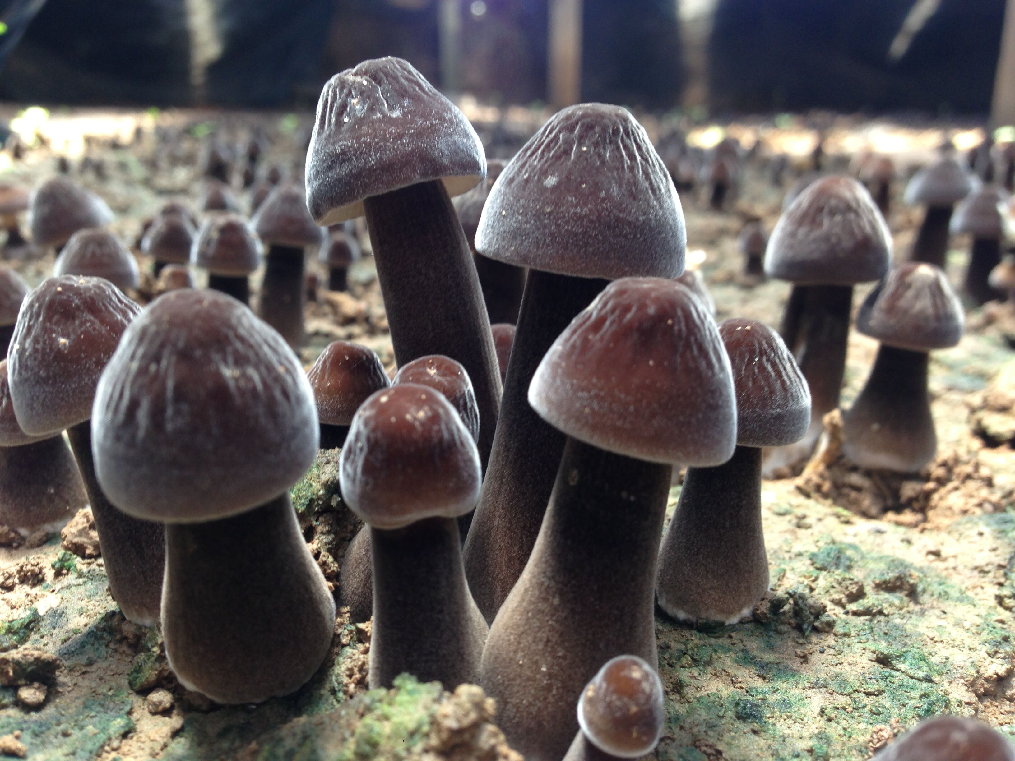 云南：現(xiàn)代化的食用菌產業(yè)孵化器正式揚帆起航