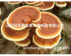 山东泰山赤灵芝