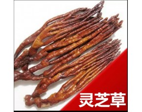 山东鹿角灵芝批发