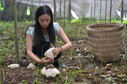 重庆：梁平区大学生返乡创业种竹荪收获“土黄金”