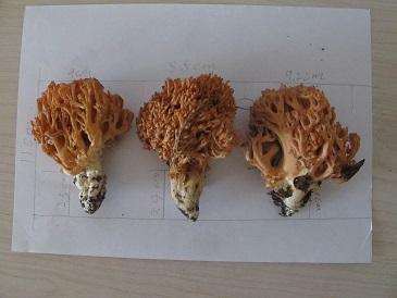 北京：房山區(qū)農(nóng)科所獲得兩個(gè)野生珊瑚菌菌株