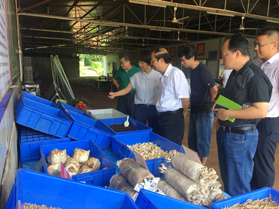 海南：省委領導調研 “食用菌生態循環農業產業技術聯合研發與轉化”基地項目
