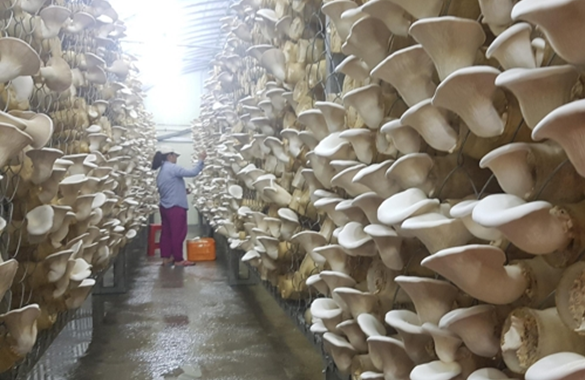 韩国：报恩郡一家菇场内白灵菇喜迎收获期