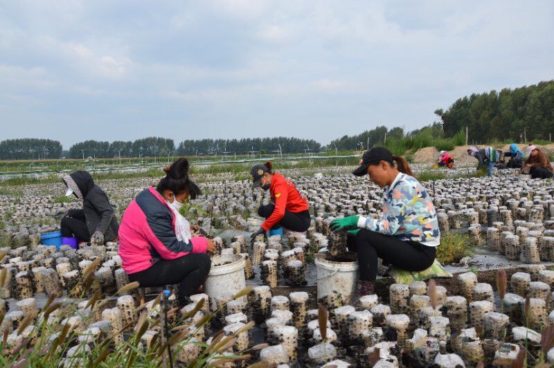 內蒙古：突泉縣種植黑木耳闖出“脫貧路”