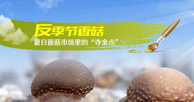 夏日菌菇市场里的“夺金点”