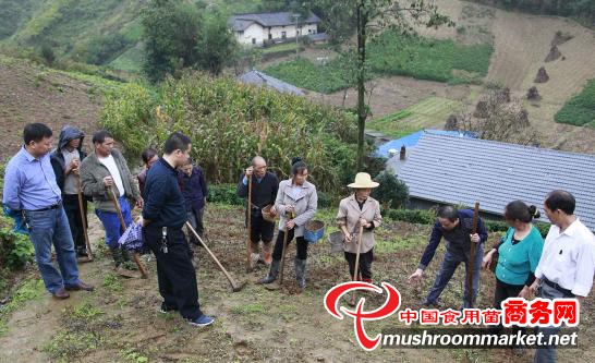 湖北:竹山县将食用菌产业打造成富民产业_今日