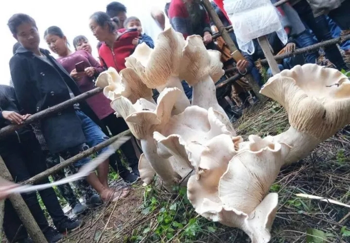 云南：騰沖現高近1米重達百斤的野生可食用蘑菇