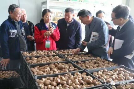 河南：“省会名记看小康”—走进灵宝县昌盛香菇基地