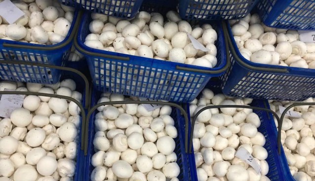 聊城：大山合公司双孢菇大量上市