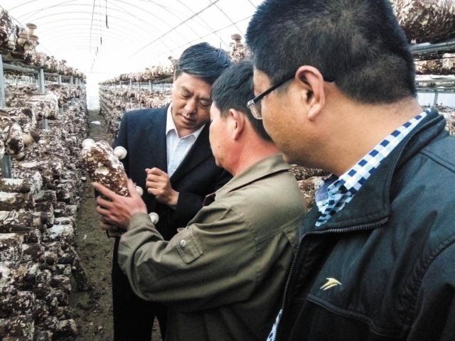 “蘑菇縣長”通占元：把小蘑菇發展成了精準脫貧、富民強縣的大產業