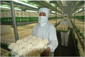 10:02:19 工厂化杏鲍菇 2018-02-05 10:02:14 现代化食用菌工厂化出菇