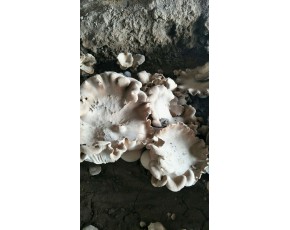 褐灵菇是在太行山原始森林中发现的野生食用菌，营养价值极高