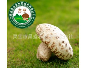 昌盛宝菇精品天白大花菇宝菇一号送礼中高端礼品厂家直销