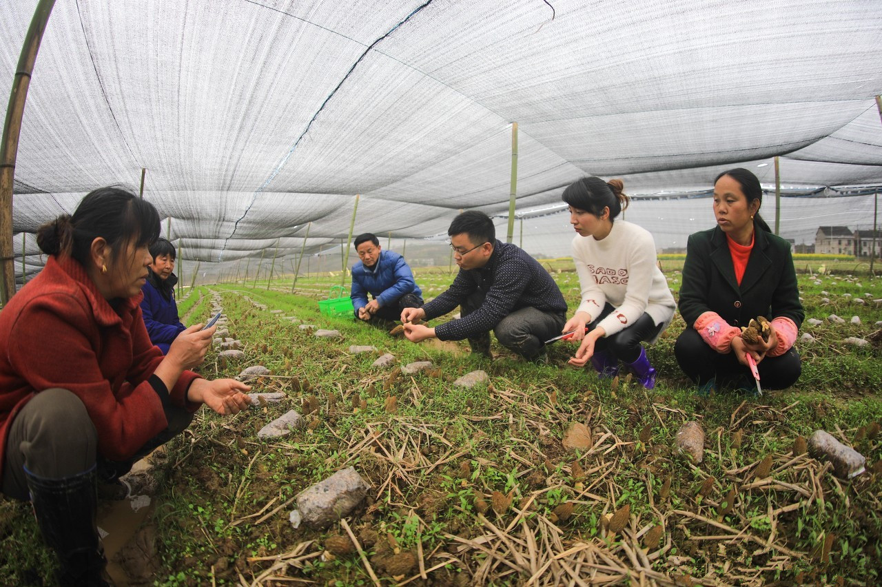 80后小伙龙新：返乡种植羊肚菌带动村民致富