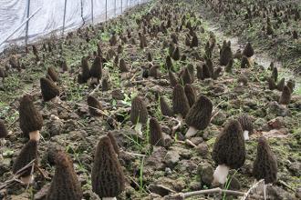 四川：金堂縣2.2噸鮮羊肚菌菌遠銷國外
