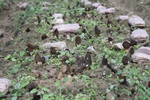 云南：昆明东川区人工试种羊肚菌喜获成功