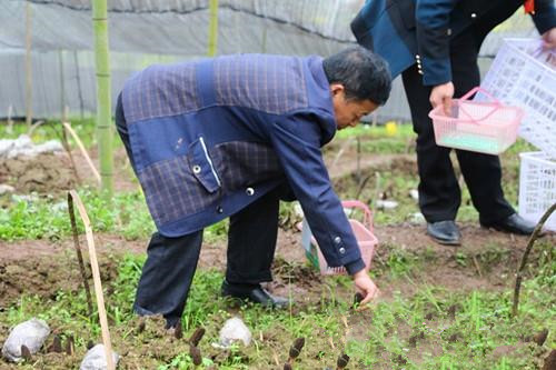 四川：天全县顺利开展羊肚菌采摘节