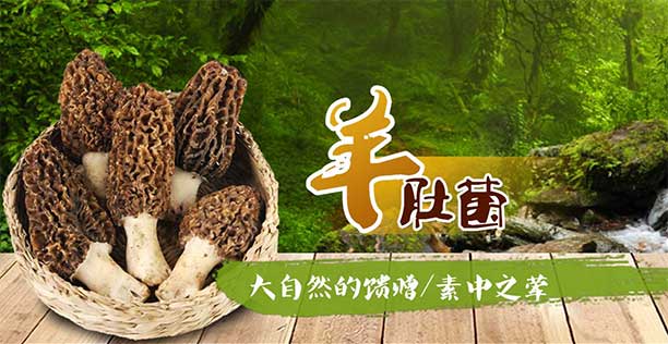 羊肚菌专题