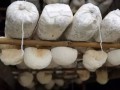 蘑菇栽培：猴头菇的栽培技术