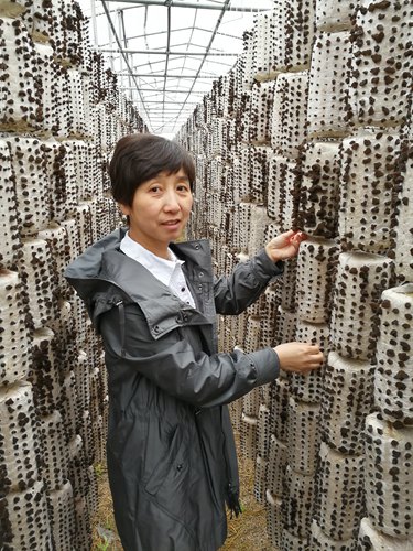 食用菌專家鄒莉：用科技讓黑土地泛出金光
