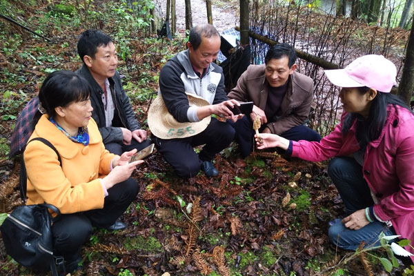 广西：灵川县灵芝种植园里发现奇特野生羊肚菌