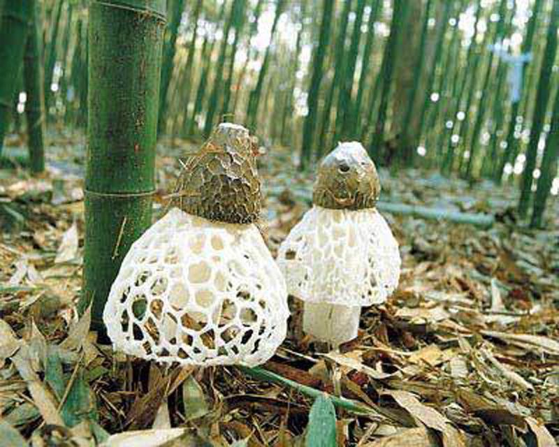四川：“高顏值”長裙竹蓀帶動貧困村戶脫貧致富