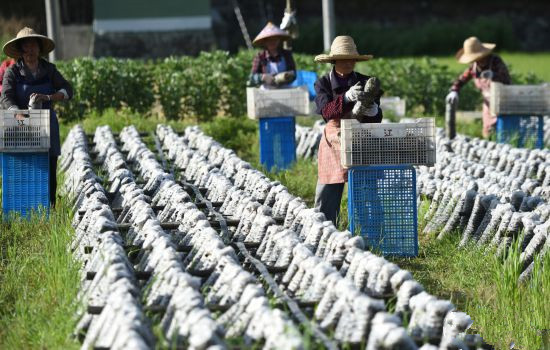 浙江：富陽廢菌渣作為有機肥還田  實現資源循環利用