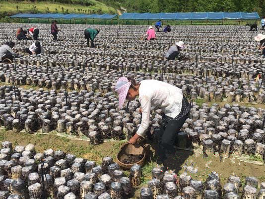 陕西：汉阴县汉阳镇笔架村扶贫木耳喜丰收