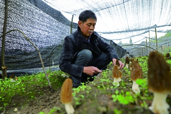 贵州：修文县小小羊肚菌撑起“致富伞”