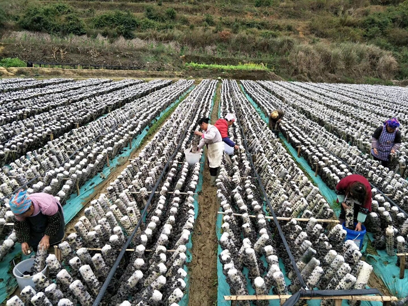 云南：推进食用菌产业为民搭建脱贫桥梁