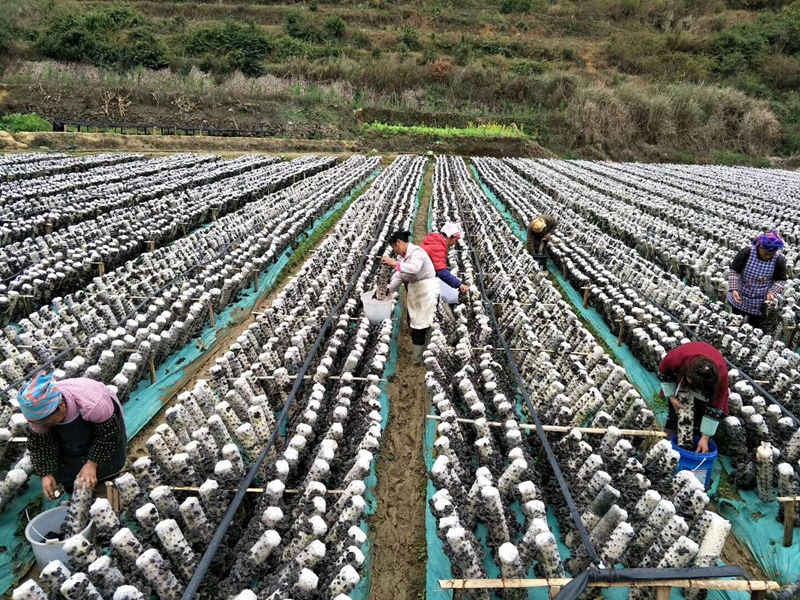 云南：推進食用菌產業為民搭建脫貧橋梁