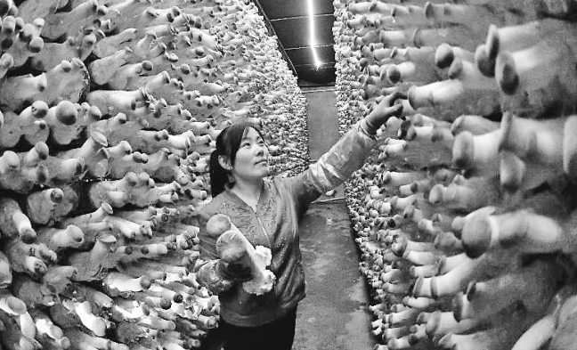 黑龙江省冰榕生物科技有限公司日产5万袋小杏鲍菇走俏市场