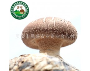 昌盛宝菇优质鲜香菇精挑细选厂家直销批发一件500kg起批