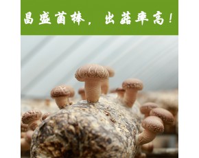 河南昌盛宝菇专业定制优质高产出口香菇菌包菌棒厂家长期批发供应