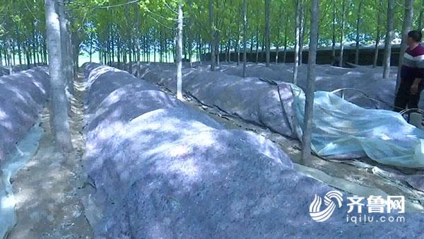 德州齊河農民在樹林下種起雙孢菇 拓寬致富路