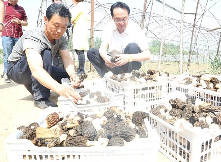 北京：怀柔区羊肚菌新品种试种成功
