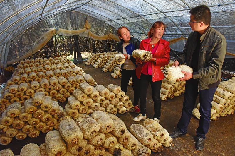 長武丁家鎮(zhèn)直古村建設(shè)食用菌種植基地 助農(nóng)增收