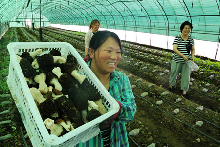 北京：懷柔黑脈尖頂羊肚菌迎來首茬采摘