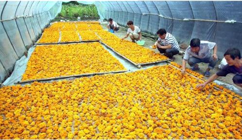 陜西：城固縣黃金木耳首次開出的“黃金花”