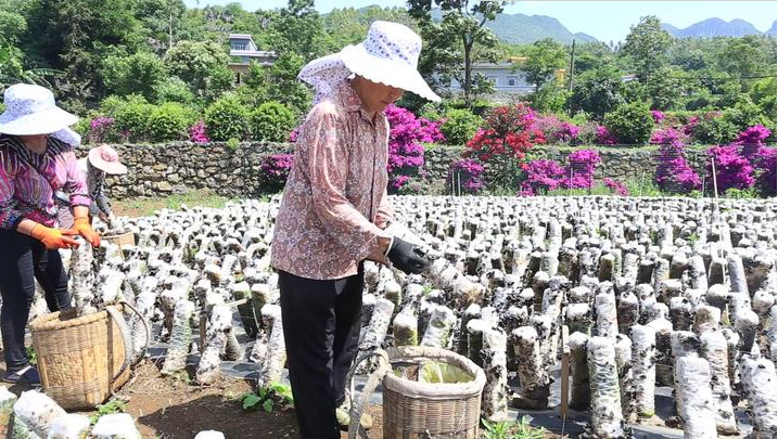 贵州：兴义市云和师傅指导农民黑木耳种植技术